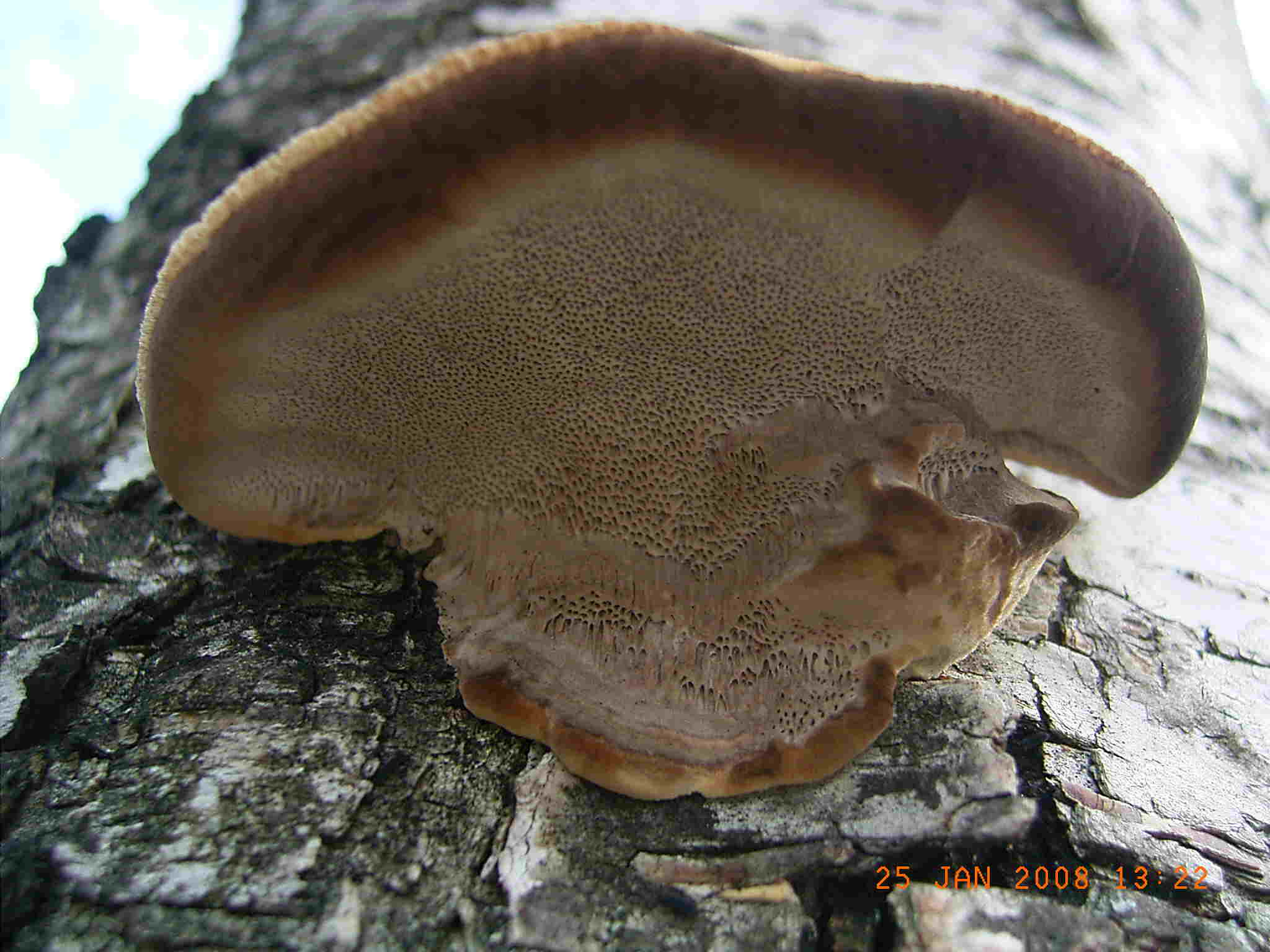 STEREUM o TRAMETES ?